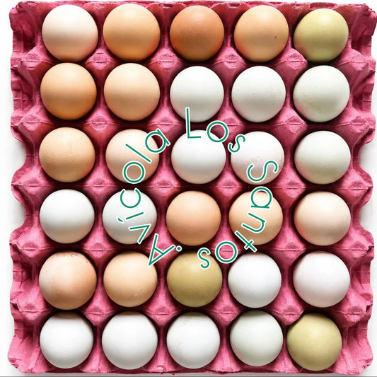 PRIMERA CAMPO GALLINAS LIBRES, 180 UNIDADES ( 54 - 60 GMS)